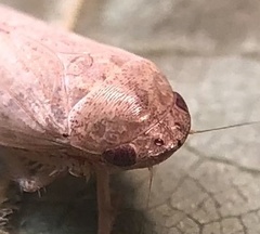 Curtara insularis