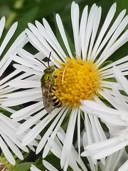 Agapostemon virescens