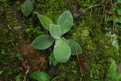 Pseudognaphalium adnatum