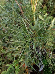 Peucedanum morisonii