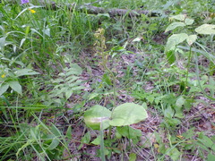 Neottia ovata