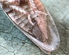 Curtara insularis