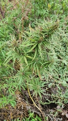 Cannabis sativa spontanea