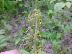 Neottia ovata