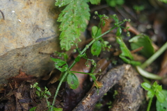 Galium formosense
