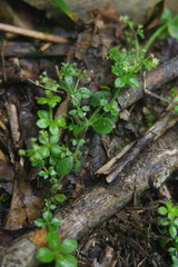 Galium formosense