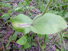 Neottia ovata