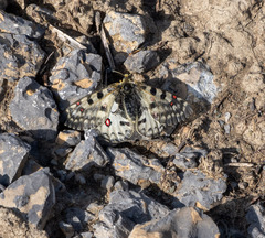 Parnassius smintheus