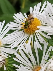 Agapostemon virescens