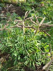 Tephrosia virginiana