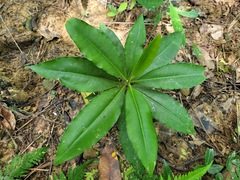 Ardisia virens
