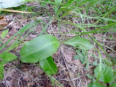 Platanthera bifolia