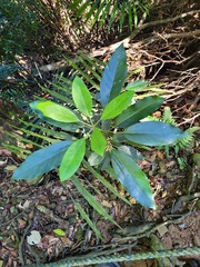 Daphniphyllum oldhami