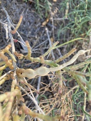 Allenrolfea occidentalis