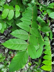 Averrhoa carambola