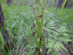Platanthera bifolia
