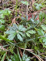 Potentilla erecta