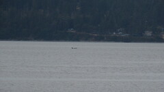 Orcinus orca