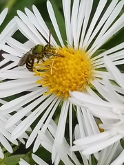 Agapostemon virescens