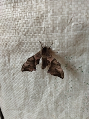 Smerinthus ocellata