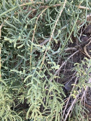 Allenrolfea occidentalis