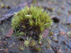 Campylopus introflexus