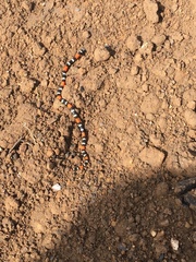 Micrurus dissoleucus melanogenys