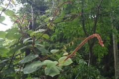 Actinidia setosa