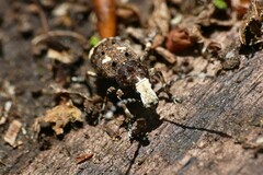 Platystomos albinus