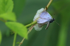 Celastrina