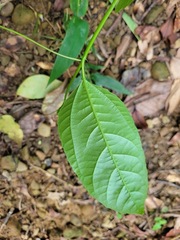 Passiflora edulis