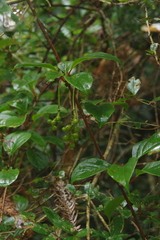 Schisandra arisanensis