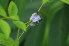 Celastrina