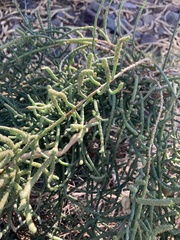 Allenrolfea occidentalis