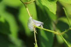 Celastrina