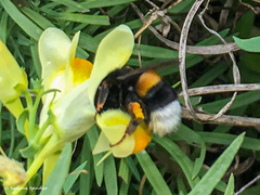 Bombus