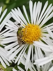Agapostemon virescens