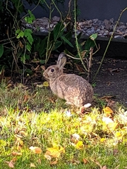 Oryctolagus cuniculus