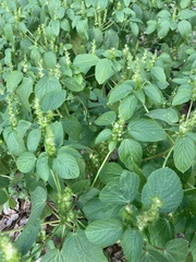Acalypha ostryifolia