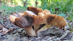 Russula nigricans