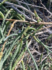 Allenrolfea occidentalis