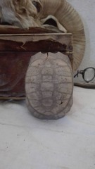 Testudo graeca buxtoni