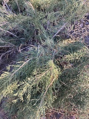Allenrolfea occidentalis