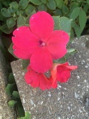 Impatiens walleriana