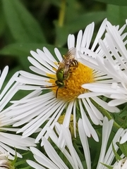 Agapostemon virescens