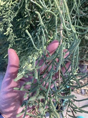Allenrolfea occidentalis