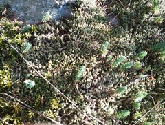 Petrosedum