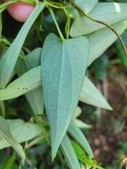 Dioscorea cirrhosa
