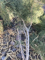 Allenrolfea occidentalis