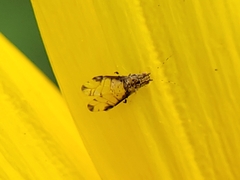 Sarucallis kahawaluokalani